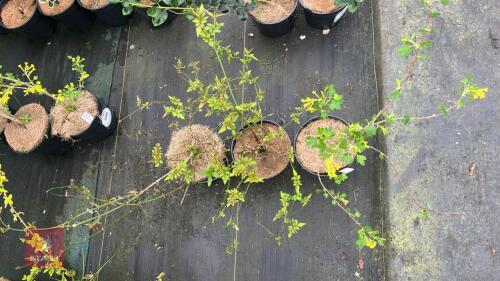 3 RIBES ODORATUM SHRUBS