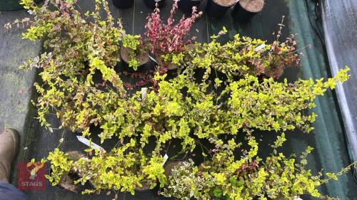 7 EUONYMUS FORTUNEI 'EMERALD 'N GOLD'