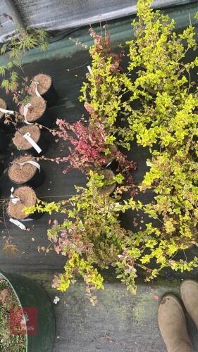 7 EUONYMUS FORTUNEI 'EMERALD 'N GOLD'