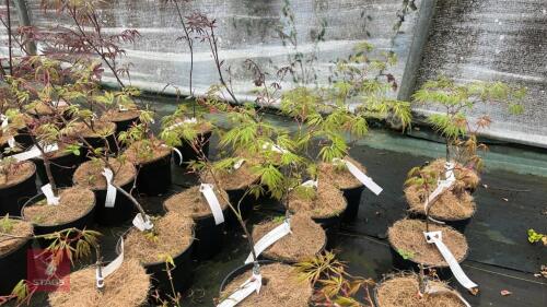 5 ACER PALMATUM DISECTUM SUNSET