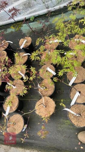 5 ACER PALMATUM DISECTUM SUNSET