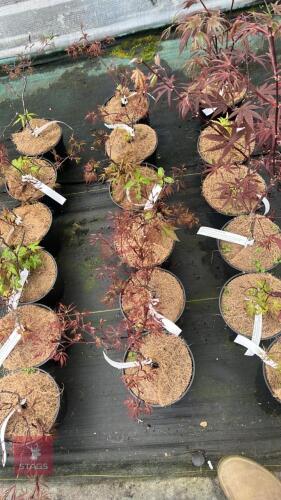 6 ACER PALMATUM DISECTUM 'STELLA ROSSA'