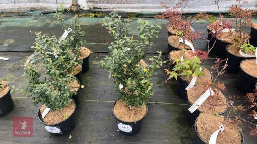 3 ILEX CRENATA 'CAROLINE UPRIGHT'