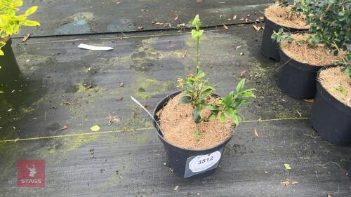 1 SARCOCCA CONFUSA SHRUBS