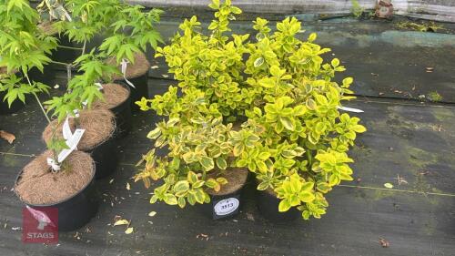 6 EUONYMUS JAPONICA 'AUREUS'