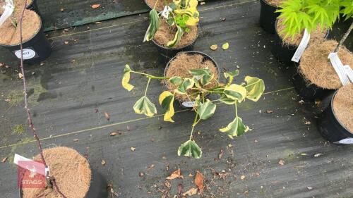 4 HEDERA VARIEGATA