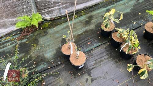 2 CORNUS FLORIDA 'CHEROKEE CHEF'