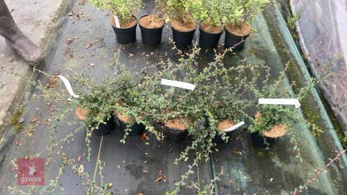 5 COTONEASTER CORAL BEAUTY