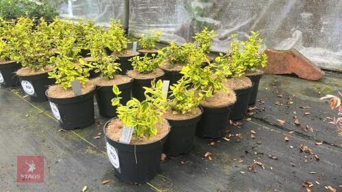 5 EUONYMUS FORTUNEI 'EMERALD 'N GOLD'