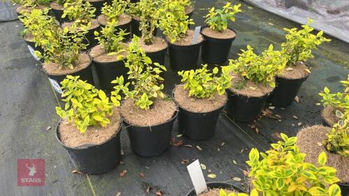 5 EUONYMUS FORTUNEI 'EMERALD 'N GOLD'