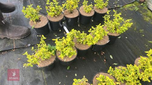5 EUONYMUS FORTUNEI 'EMERALD 'N GOLD'