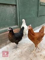 3 POINT OF LAY MIXED BREED HENS