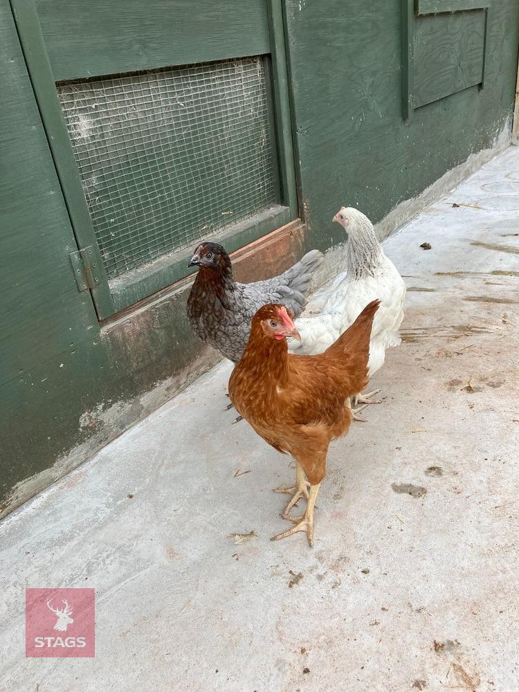 3 POINT OF LAY MIXED BREED HENS