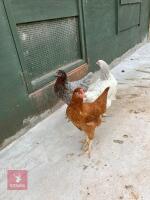 3 POINT OF LAY MIXED BREED HENS