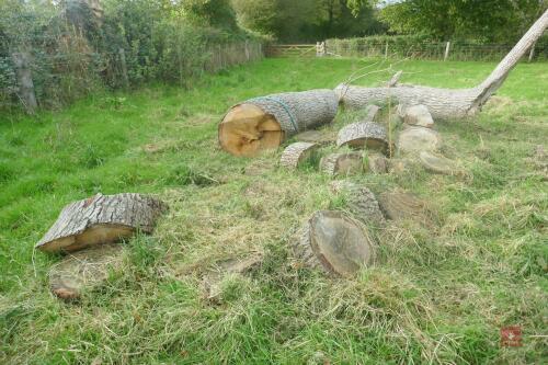 LARGE OAK LIMBS