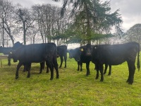 6 ANGUS HEIFERS - 6