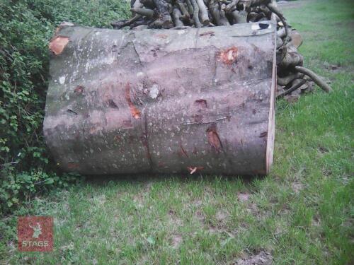 LARGE BEECH TREE TRUNK