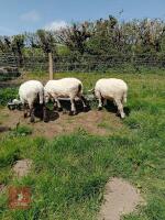 4 PEDIGREE BLACKNOSE VALAIS SHEEP EWES - 5