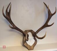 10 POINT EXMOOR RED DEER ANTLERS - 2