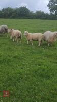 4MO OLD CHARLOIS X TEXEL RAM LAMB - 3
