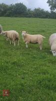 4MO OLD CHARLOIS X TEXEL RAM LAMB - 4