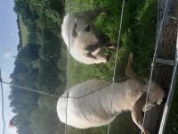 4 PEDIGREE BLACKNOSE VALAIS SHEEP EWES - 6