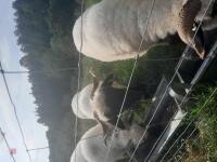 4 PEDIGREE BLACKNOSE VALAIS SHEEP EWES - 8