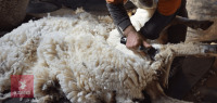 SHEARING FOR UP TO 100 SHEEP
