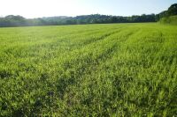 21.1 ACRES OF STANDING PEAS AND BARLEY