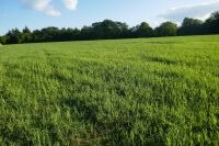 21.1 ACRES OF STANDING PEAS AND BARLEY - 2