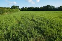 21.1 ACRES OF STANDING PEAS AND BARLEY - 3