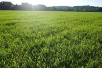 21.1 ACRES OF STANDING PEAS AND BARLEY - 4