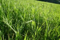 21.1 ACRES OF STANDING PEAS AND BARLEY - 5