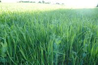 18.4 ACRES OF STANDING PEAS AND BARLEY - 3