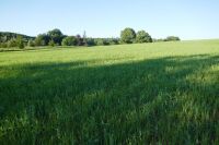15.9 ACRES OF STANDING PEAS AND BARLEY - 4
