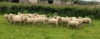 20 DORSET EWE LAMBS - 2