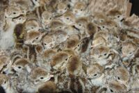2000 REDLEG PARTRIDGE