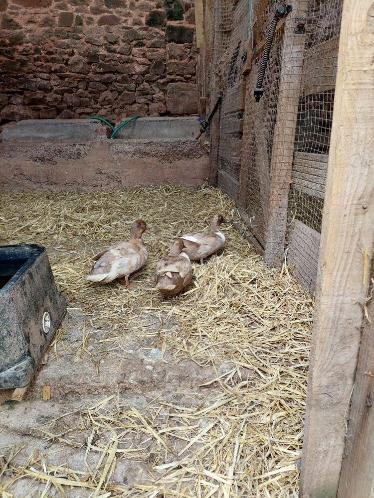 TRIO CALL DUCKS
