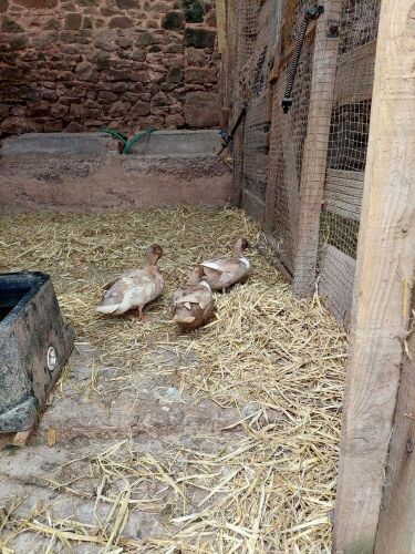 TRIO CALL DUCKS