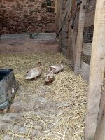 TRIO CALL DUCKS