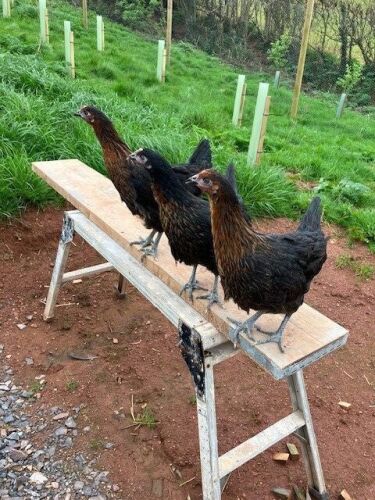3 POINT OF LAY COPPER BLACK HENS