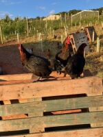 3 POINT OF LAY COPPER BLACK HENS - 2