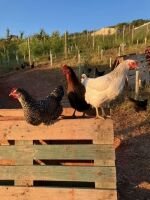 3 POINT OF LAY HENS