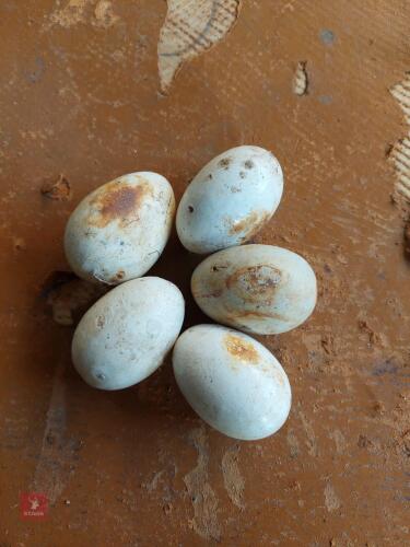 ANTIQUE CHINA EGGS