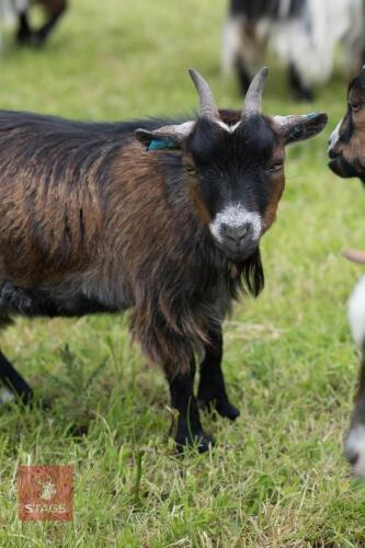 2 FEMALE PEDIGREE REGISTERED PYGMY GOATS (BIDS PER LIFE)