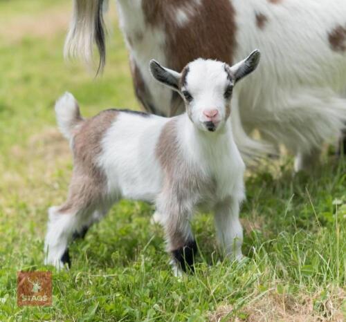 PEDIGREE REGISTERED PYGMY NANNIE GOAT