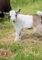 PEDIGREE REGISTERED PYGMY NANNIE GOAT - 3