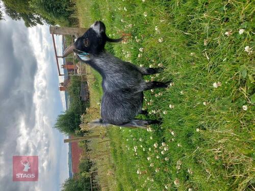 PEDIGREE REGISTERED PYGMY GOAT