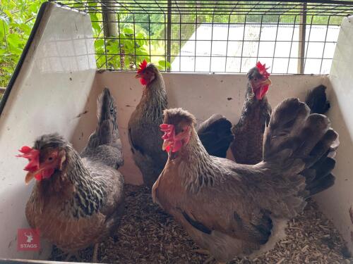 4 CREAM LEGBAR HENS (BIDS PER HEN)