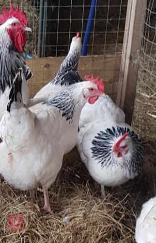 3 LIGHT SUSSEX HENS (BIDS PER HEN)